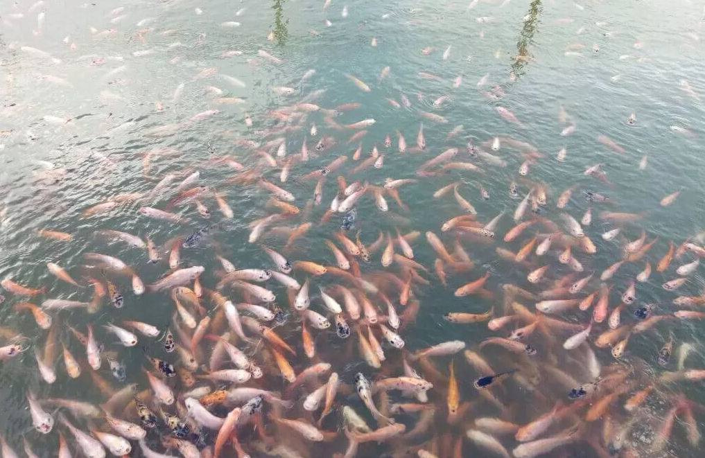 Kolam Budidaya Ikan Nila
